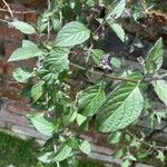 Solanum nigrescens Leaf