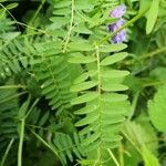 Vicia tenuifolia 葉