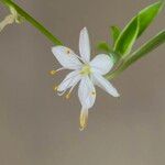 Chlorophytum comosum 花