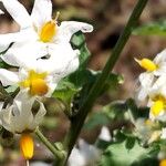 Solanum douglasii Cvet