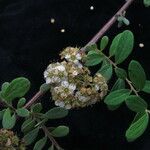 Spiraea canescens Celota