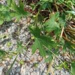 Callirhoe digitata Ліст