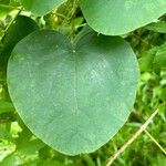 Cissampelos pareira Leaf