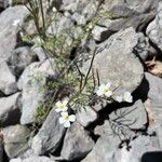 Cardamine graeca Fleur