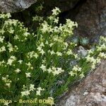 Galium tendae عادت