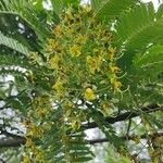 Cassia ferruginea Kvet