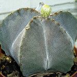 Astrophytum myriostigma Habit