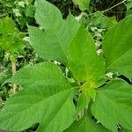 Tithonia diversifolia Φύλλο