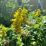 Baptisia sphaerocarpa Flower