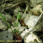 Crucianella latifolia Natur