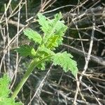 Phacelia ramosissima List