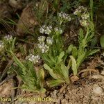 Valerianella coronata Habit