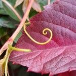Parthenocissus inserta その他の提案