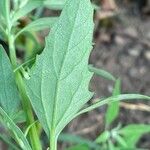 Chenopodium pratericola Лист