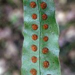 Lepisorus excavatus Leaf