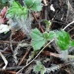 Potentilla nepalensis Leaf