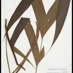 Geonoma macrostachys Лист
