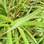 Carex pendula Leaf