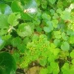 Chrysosplenium alternifolium Lapas