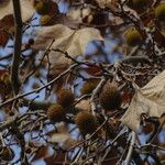 Platanus × hispanica Blad