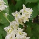 Fallopia aubertiiFlor