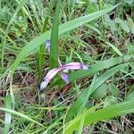 Iris graminea Flower