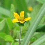 Sclerocarpus divaricatus Flor