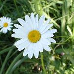 Leucanthemum ircutianumFlor