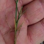 Catapodium rigidum Flower