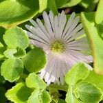 Mesembryanthemum nodiflorum Flor