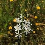 Ornithogalum narbonense Flower