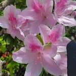 Rhododendron roseum Flower