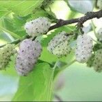Morus alba Fruto