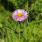 Erigeron caucasicus Flor