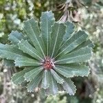 Banksia praemorsa Leaf