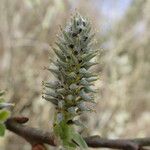 Salix L.Flower