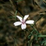 Lygodesmia grandiflora Flor