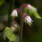 Tiarella polyphylla عادت داشتن