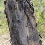 Eucalyptus viminalis Corteza