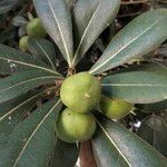 Pittosporum tobiraFruit