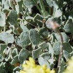 Eriogonum ovalifolium Hoja