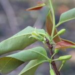 Ximenia americana Flower