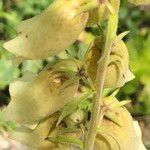 Digitalis grandifloraFleur