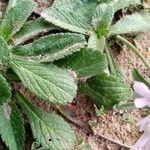 Sixalix atropurpurea Leaf