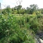 Silphium terebinthinaceum Lapas