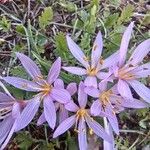 Colchicum cupanii Flower