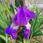 Iris × germanica Flor