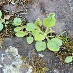 Erigeron annuus Blatt