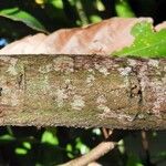 Theobroma cacao Bark