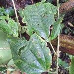 Malvaviscus arboreus Leaf